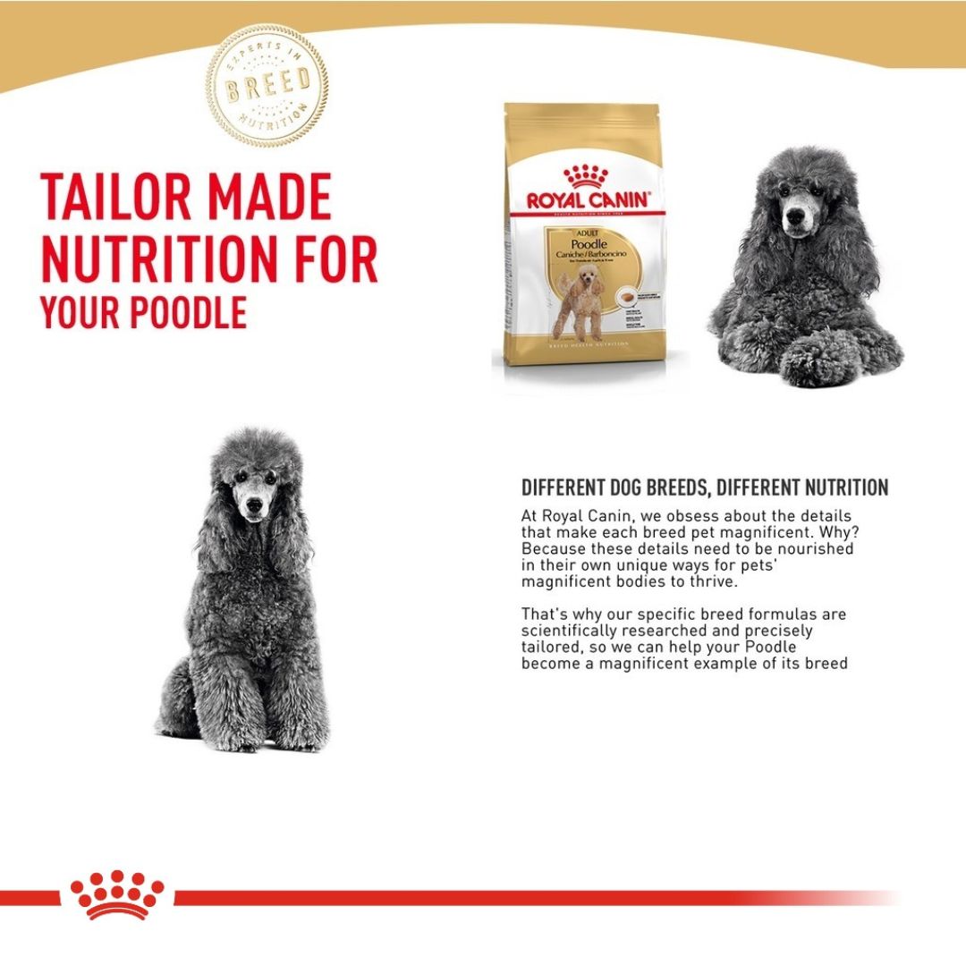 Royal Canin Poodle Adult 1.5KG/3KG Dry Dog Food