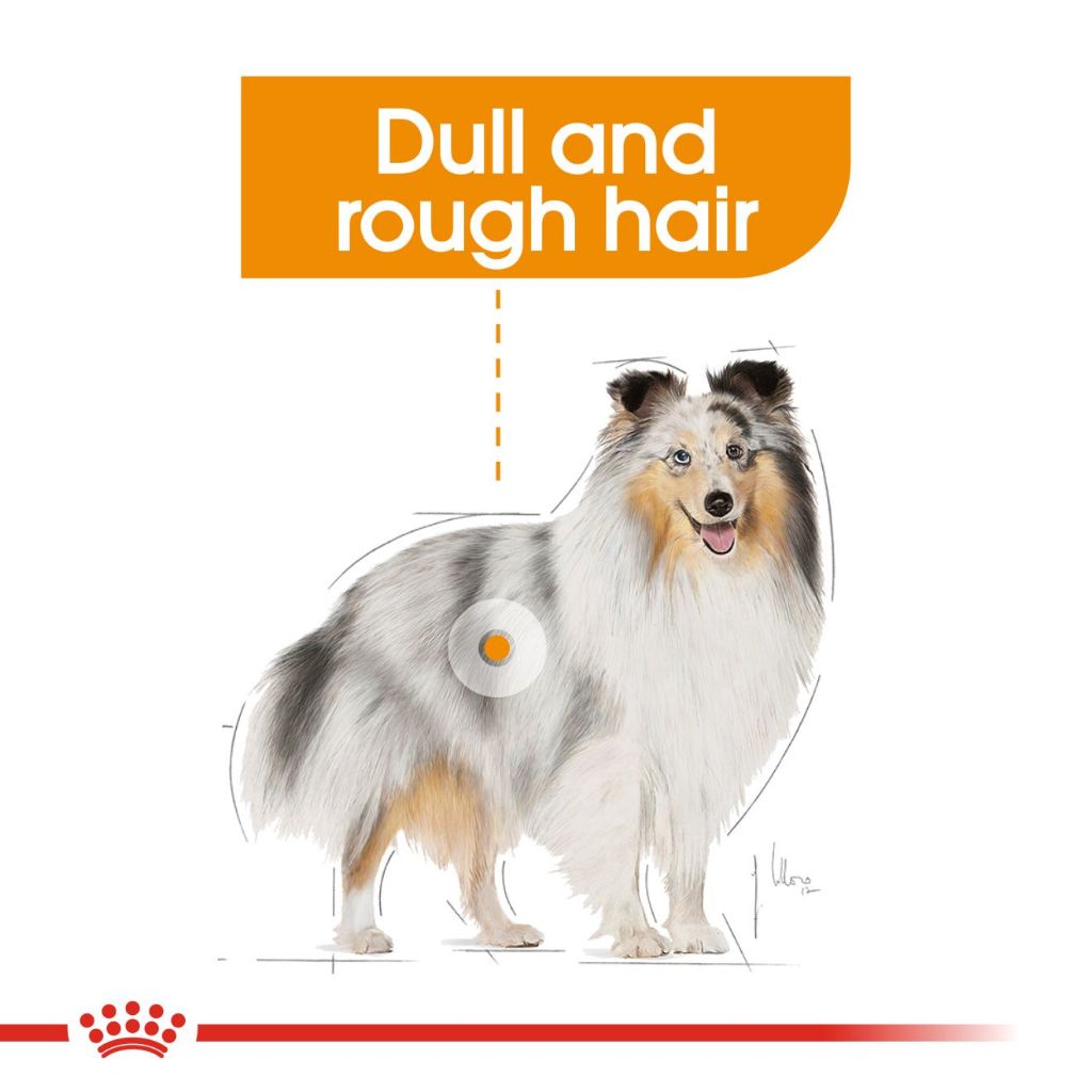 Royal Canin Mini Coat Care Adult (3kg) Dry Dog Food